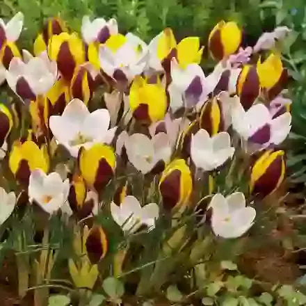 Two Tone Mix